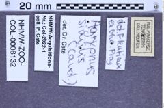 Etikette zu Agrypnus similis (Fleutiaux, 1934) (NHMW-ZOO-COL-0008132)